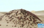 蚂蚁那么多，可都没有沙漠行军蚁恶心！