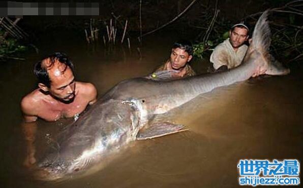 【世界上最大的淡水鱼种，湄公河巨魾3米(吞人无压力） 】图4
