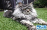 世界上最大的猫缅因猫体型巨大，温柔而又不失可爱！