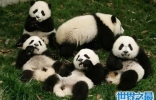 全世界的宠儿，最可爱的动物大熊猫的资料曝光！