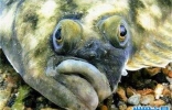 世界上眼睛最奇特的鱼，比目鱼的双眼长在头部一侧