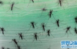 世界最大的蚊子工厂，每周生产50万只蚊子