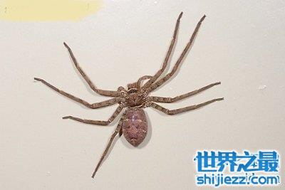 世界上最大的室内蜘蛛，大家一定都认识它！ 