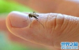蚊子喜欢叮咬什么血型的人，看看你是不是蚊子最喜欢的那个人。 ...