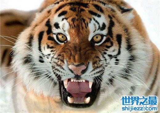 【世界上最大的老虎，西伯利亚虎体长2.8米（重达350kg） 】图3