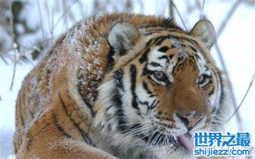 【世界上最大的老虎，西伯利亚虎体长2.8米（重达350kg） 】图2