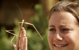 世界上最长的昆虫