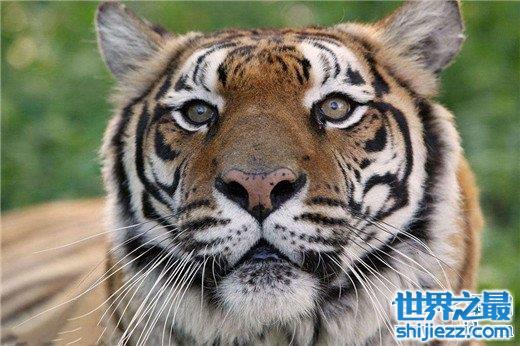 【世界上最大的老虎，西伯利亚虎体长2.8米（重达350kg） 】图4