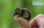世界上最小的哺乳动物，鼩鼱(仅重3克/长4厘米)