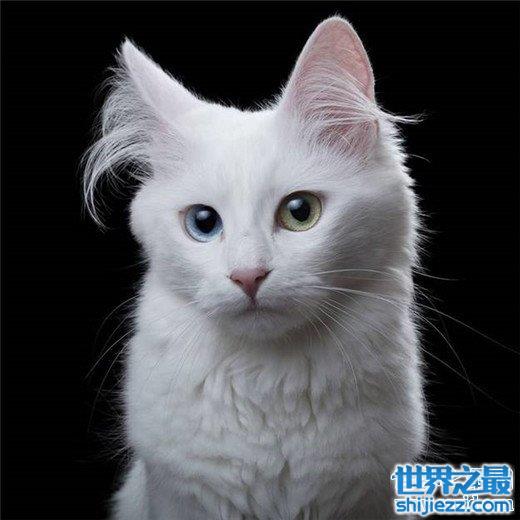 【世界十大最漂亮的猫咪，布偶猫的眼眸令人着迷 】图2
