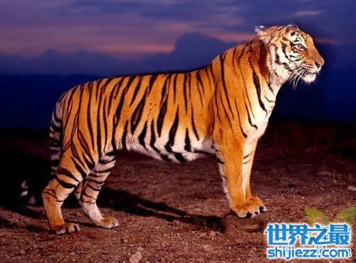 【地球上体型最小的虎类——爪哇虎 人虎大战导致其灭绝 】图2