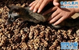 世界上最贵的粪便，麝香猫的粪便(5000元/斤)