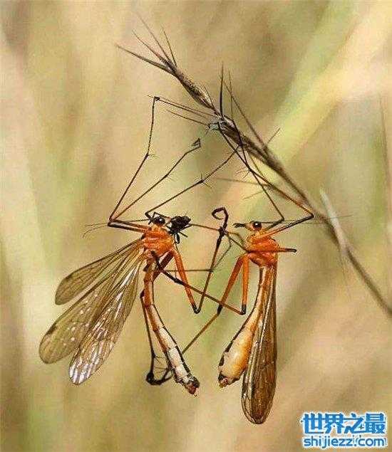 【世界最大蚊子，不吸血竟然喜欢花蜜！ 】图4