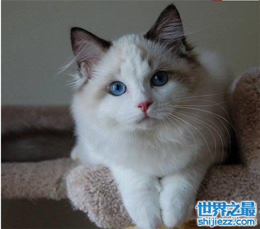 【世界十大最漂亮的猫咪，布偶猫的眼眸令人着迷 】图1