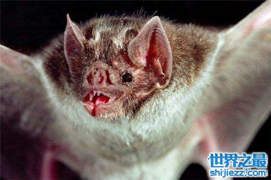 地球十大恐怖生物，每一种都能让一个成年人轻松丧命！ 