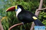 世界上嘴巴最大的鸟，巨嘴鸟的霸气让你惊呆了吗？