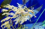 叶海龙鱼外形奇特，能够随意自由变换颜色