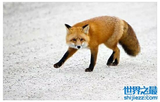 【世界上最大的狐狸，美丽却又凶狠的小动物。 】图4