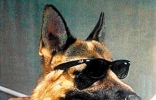 身价最高的狗及排名，首富金特四世身价9000万