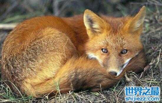 【世界上最大的狐狸，美丽却又凶狠的小动物。 】图3