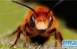 世界上最危险的十大昆虫，亚洲大黄蜂的毒性可不是吹出来的 ...