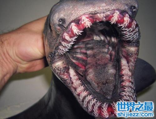 世界上最恐怖的动物