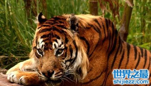 【地球上体型最小的虎类——爪哇虎 人虎大战导致其灭绝 】图4