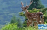 世界上最美的鹿，雄性梅花鹿比雌性还美