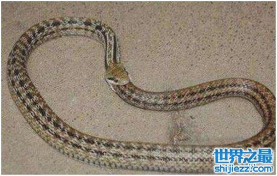 【环箍蛇吃尾是为了逃生，它对栖息地要求较高 】图2