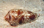 世界上最毒的海螺，碰一下就凉凉