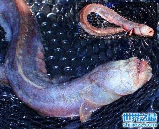 【须鳗虾虎鱼长相怪异，不少人以为它是外星生物 】图1