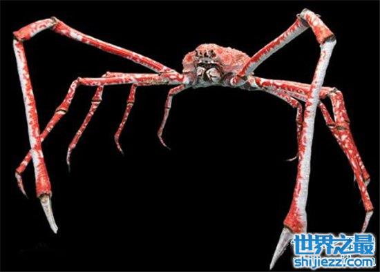 【最大螃蟹，杀人蟹体型巨大异常凶狠堪称蟹中帝王！ 】图3