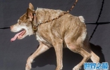 世界上最丑的狗，卡西莫多天生没有脖子(丑的恶心)