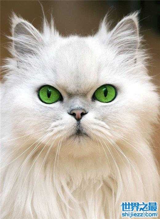 【世界十大最漂亮的猫咪，布偶猫的眼眸令人着迷 】图4
