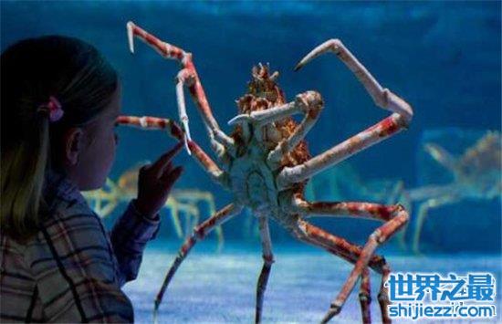 【最大螃蟹，杀人蟹体型巨大异常凶狠堪称蟹中帝王！ 】图2