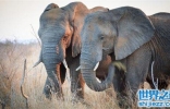 非洲十大神奇动物，非洲最神奇的动物全在这里！