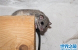 世界上冬眠时间最长的动物，宁愿饿死也要睡觉的睡鼠