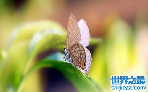 世界上最小大蝴蝶，最小的只有13毫米。