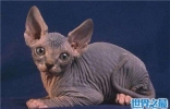 加拿大无毛猫近年来很得宠，但需要精心饲养才能存活