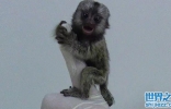 世界上最小的猴子，只有人手指头那么大，头却可以自由旋转 ...
