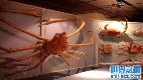 【最大螃蟹，杀人蟹体型巨大异常凶狠堪称蟹中帝王！ 】图4