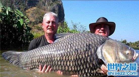 【世界上最大的淡水鱼，湄公河有三百公斤的鲶鱼！ 】图4