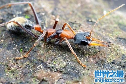 【世界上最大的蚂蚁，公牛蚁的身长达到了3.7cm！ 】图3