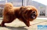 中国十大凶犬最新排名，蒙古獒排名第一