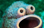 世界十大怪异的海洋生物，排名第一的不是一般的可爱！