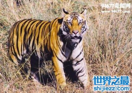 【地球上体型最小的虎类——爪哇虎 人虎大战导致其灭绝 】图3
