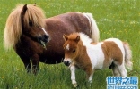 世界上最小的马，法拉贝拉只有38.1厘米高（体重不到10公斤） ...