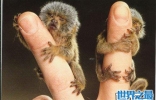 世界上最小的猴子，拇指猴(只有手指头长)