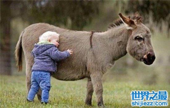 【世界上最小的驴，仅60厘米非常可爱！ 】图3