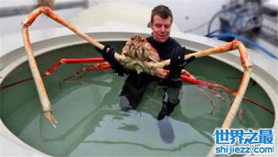【最大螃蟹，杀人蟹体型巨大异常凶狠堪称蟹中帝王！ 】图1